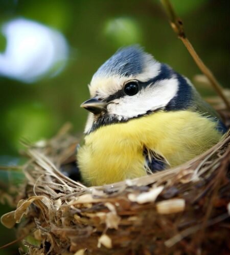 Blue Tit Nesting Habits and Requirements