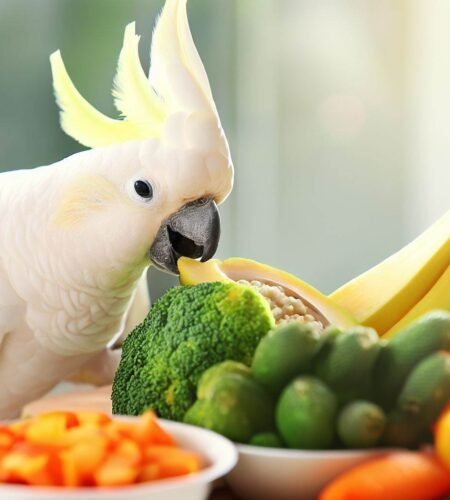 Cockatoo Diet