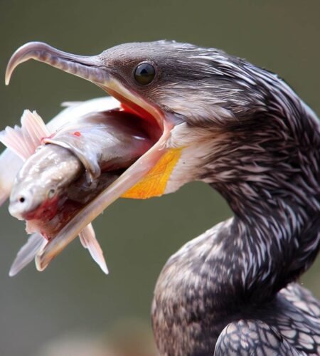 Cormorant Diet